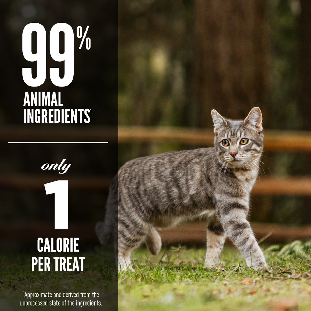 Orijen cat treats review top